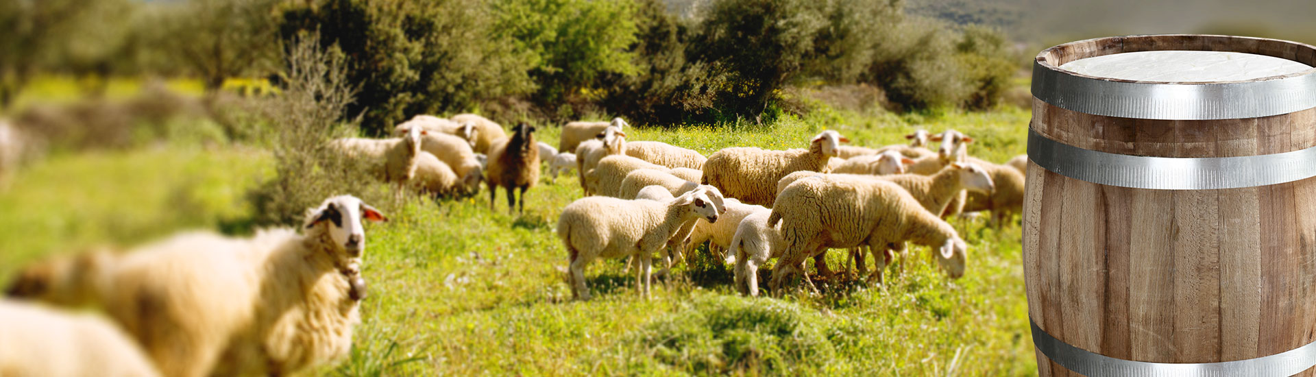 Laviogal, Traditional Cheese Factory, Monemvasia Cheese Factory, Laconia Cheese Factory, Feta, Monemvasia Feta, Goat Cheese, Monemvasia Goat Cheese, Mizithra, Monemvasia Mizithra, Graviera, Monemvasia Graviera, Kefalotyri, Sfela, Psistiri, Butter, Barreled Feta, Feta in a pot, Barreled Goat Cheese, Graviera with olive oil, Graviera with Boukovo, Graviera with Pepper, Krasograviera, Touloumotiri, Monemvasia Cheeses