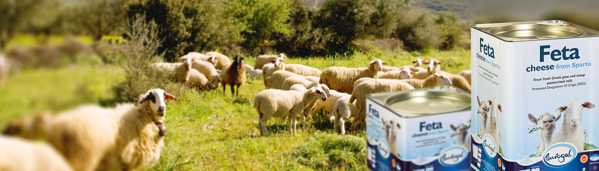 Laviogal, Traditional Cheese Factory, Monemvasia Cheese Factory, Laconia Cheese Factory, Feta, Monemvasia Feta, Goat Cheese, Monemvasia Goat Cheese, Mizithra, Monemvasia Mizithra, Graviera, Monemvasia Graviera, Kefalotyri, Sfela, Psistiri, Butter, Barreled Feta, Feta in a pot, Barreled Goat Cheese, Graviera with olive oil, Graviera with Boukovo, Graviera with Pepper, Krasograviera, Touloumotiri, Monemvasia Cheeses