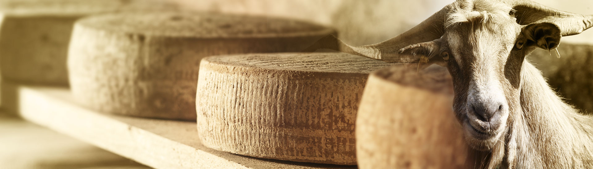 Laviogal, Traditional Cheese Factory, Monemvasia Cheese Factory, Laconia Cheese Factory, Feta, Monemvasia Feta, Goat Cheese, Monemvasia Goat Cheese, Mizithra, Monemvasia Mizithra, Graviera, Monemvasia Graviera, Kefalotyri, Sfela, Psistiri, Butter, Barreled Feta, Feta in a pot, Barreled Goat Cheese, Graviera with olive oil, Graviera with Boukovo, Graviera with Pepper, Krasograviera, Touloumotiri, Monemvasia Cheeses