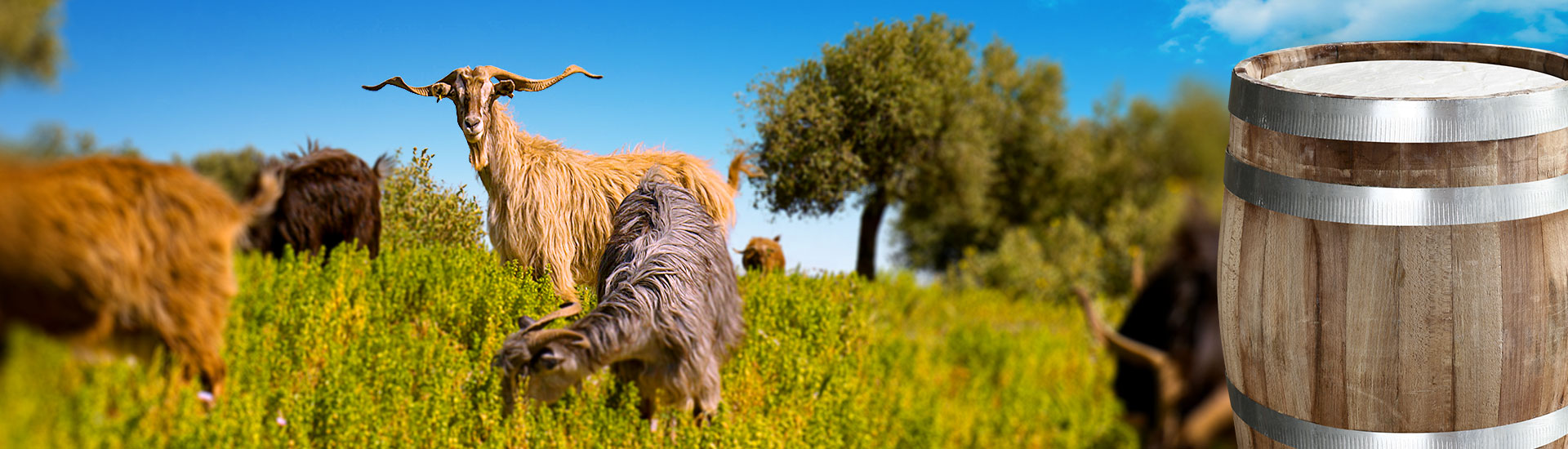 Laviogal, Traditional Cheese Factory, Monemvasia Cheese Factory, Laconia Cheese Factory, Feta, Monemvasia Feta, Goat Cheese, Monemvasia Goat Cheese, Mizithra, Monemvasia Mizithra, Graviera, Monemvasia Graviera, Kefalotyri, Sfela, Psistiri, Butter, Barreled Feta, Feta in a pot, Barreled Goat Cheese, Graviera with olive oil, Graviera with Boukovo, Graviera with Pepper, Krasograviera, Touloumotiri, Monemvasia Cheeses